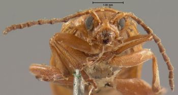 Media type: image; Entomology 18751   Aspect: head frontal view